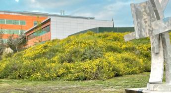 Flowers in bloom near MSA building on campus