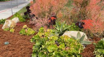 CA native plants