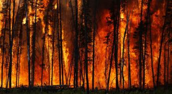Forest fire
