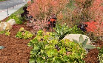 CA native plants