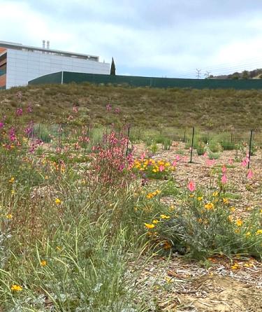 WLAC's microforest