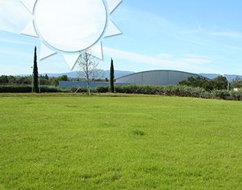 Grass on Campus