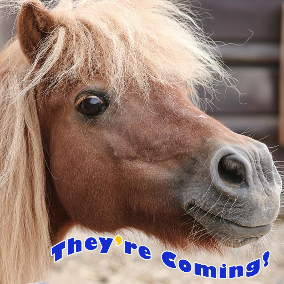 Mini horse